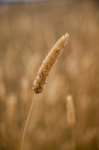 Grass Seed